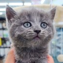 야옹아 멍멍해봐 탕정점 이미지