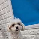 바오펫 이미지