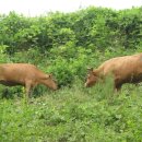 누렁소 농장 이미지