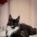 다다쿤(DADACOON) 이미지