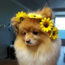 자매의하루 이미지