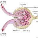 신장의 구조, 네프론 이미지