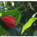 장안공원 이미지