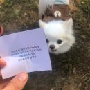 와와멍# 네이버블로그