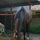 두미목장 이미지