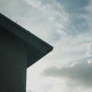 표선달채 이미지