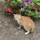 갈매기먹짱(대리) | 4월, 봄내음 속에 발밤발밤