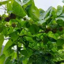 연님농장 이미지