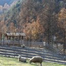 풍경목장 이미지