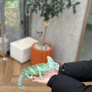 리치플러스 하남센터(1F) | 티그리스 게코 하남본점 추천_방문 후기_온세상 도마뱀 다 만나고 옴_카멜레온, 크레스티드 게코, 리키...