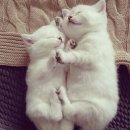 알콩달콩 이미지