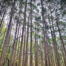 엘마콘도텔 이미지