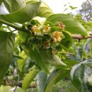 봉오리농장 이미지