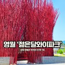 영월 젊은달와이파크 내돈내산 솔직후기 할인 최신정보 공유!