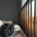 촌집순대 | 시골 촌캉스 6,7일차 마지막날ㅠㅠ 숙소 정보