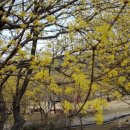 봄의마을광장 이미지