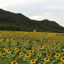 해바라기 이미지