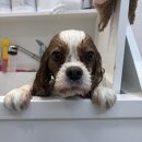 루이애견 | [대구 애견 미용] 순둥이 캐벌리어 루이 목욕 &amp; 스파 후기🛁💕 | 2026.04.17