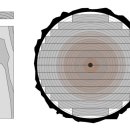 The heartwood 이미지