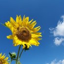 장안보건지소 이미지