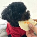 시골개 새참 이미지