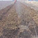 양일농장 이미지