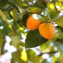 상덕농장 이미지