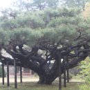 관음송 이미지