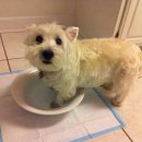 오리 날다 이미지