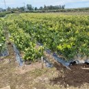 영규농장 이미지