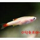 코이