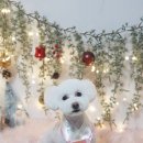 솔펫살롱 이미지