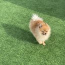 패밀리독 이미지