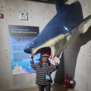 사천중학교 | 신비로움이 가득했던 하마가 있는 사천 아라마루 아쿠아리움