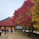 마곡사 가는길 민박 | 공주 마곡사 | 11월 실시간 마곡사 단풍 주차장 맛집 정보까지 충남 여행코스 추천