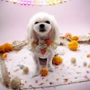 시크릿옷장 | [공지] 강아지 한복 케이프 | 강아지 | 그댕의 시크릿 옷장