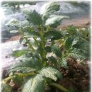 한솜농장 이미지