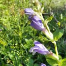 미륵산계곡꿈의궁전마을 이미지