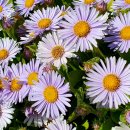 하이얀사 이미지