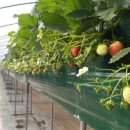 양안농장 이미지