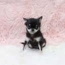 내 품안의 반려견 이미지