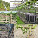 소재덕농장 이미지