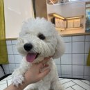 oh my dog(오마이독) | 관악구 애견미용 잘 하는 곳, Oh my dog 추천해요