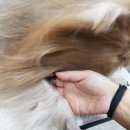 비비드그루밍 이미지