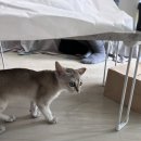 성거산시골막국수