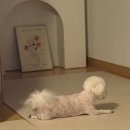 소안로 | 부천 애견미용 큐티몽 비숑 가위컷과 탄산스파 강아지 미용 후기