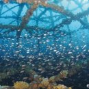 바다목장 이미지