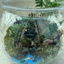 테라리움 클래스 이미지