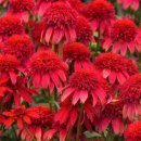 스쿱(SCOOP) 이미지