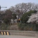 꽃보라동산 이미지